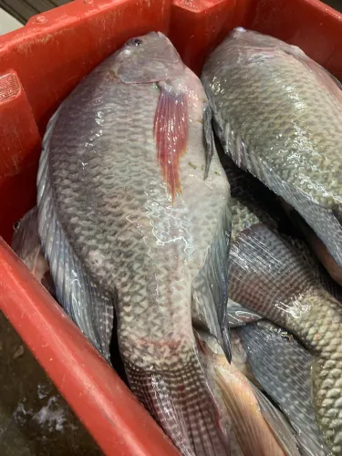 Peixes e camarão