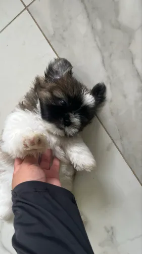 Filhote shih tzu