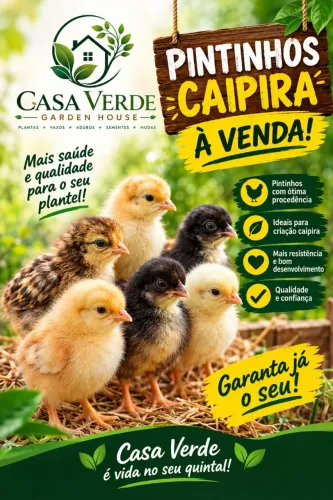 Pintinhos caipira
