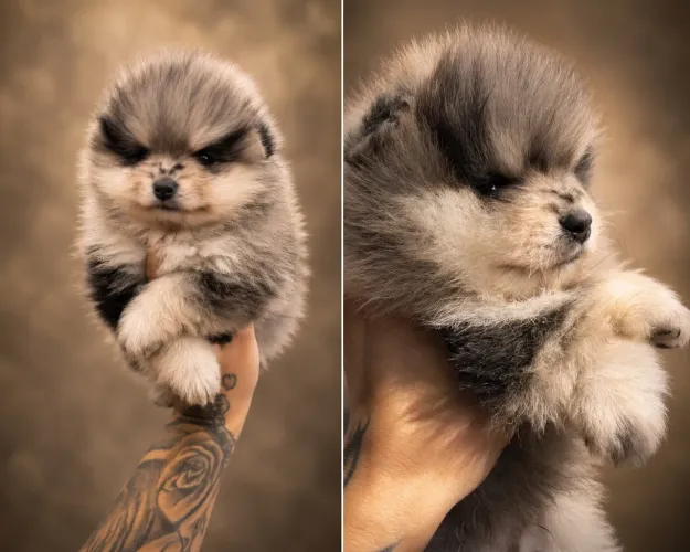 Spitz alemão Merle Macho