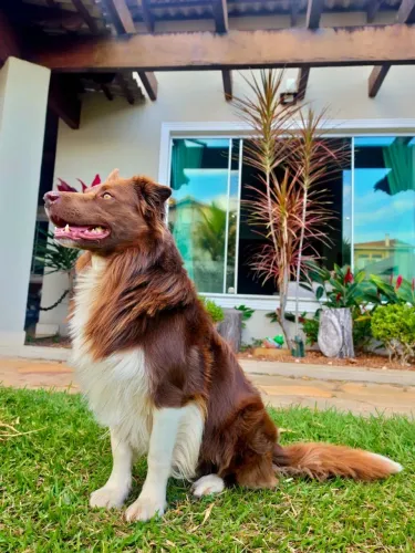 Border Collie - Macho