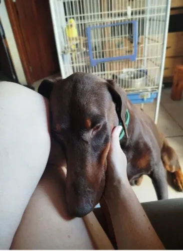 Doação Dobermann Puro. Muito manso. 