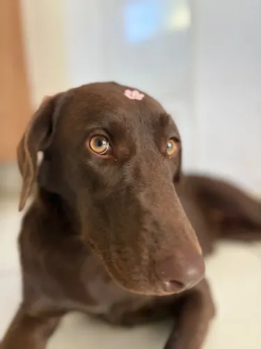 Adoção responsável labrador fêmea