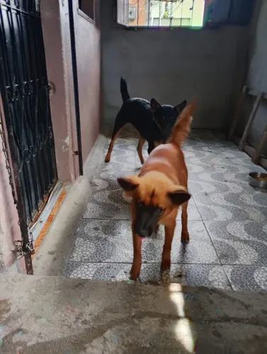 Doa se cachorrinhas