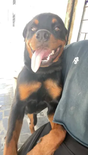 Rottweiler disponível para cruzar