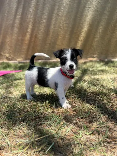 Cachorro filhote 60 dias porte médio macho para adoção