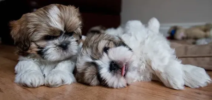 ? Shih Tzu Disponível | Consulte Fotos e Reserve o Seu