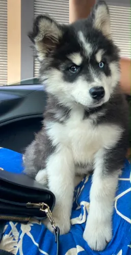 Filhote Husky siberiano macho