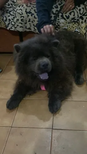 Doação Chow Chow