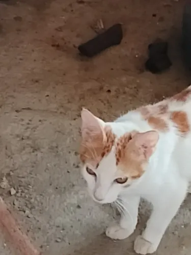 Gatos a venda quantidades disponíveis 3 machos