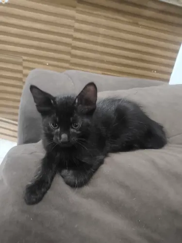 gatinho filhote com 2 meses