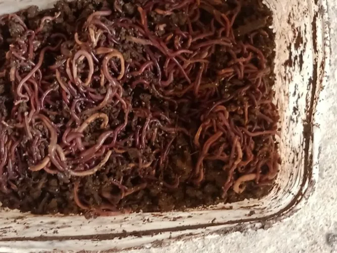Minhoca californiana