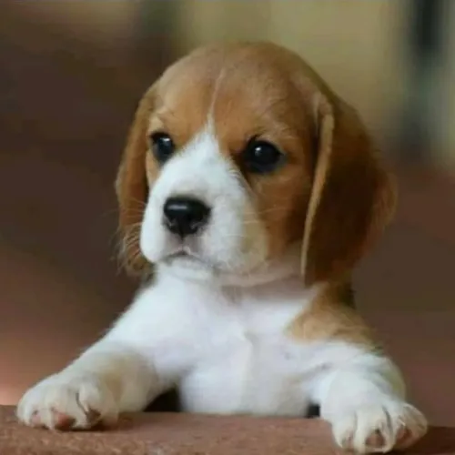 Beagle 13"
