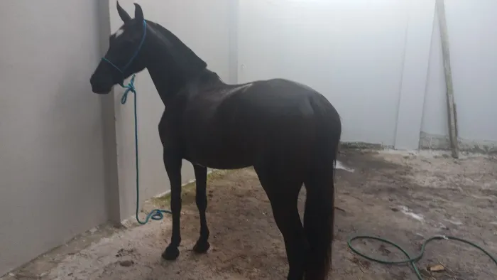 Égua mangalarga marchador 