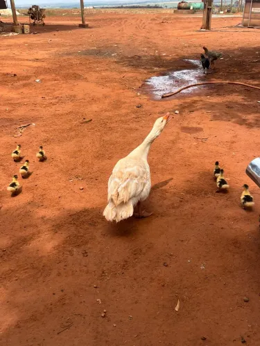 Vendo casal de Gansos