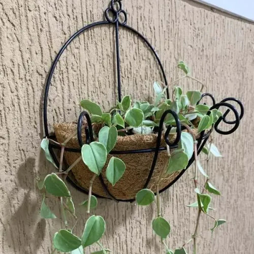 Vaso Parede Fibra Coco  Vaso Parede Fibra Coco  Toque Natural para Plantas 