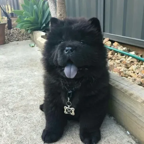 Chow Chow Filhotes Encantadores na Cor Preto