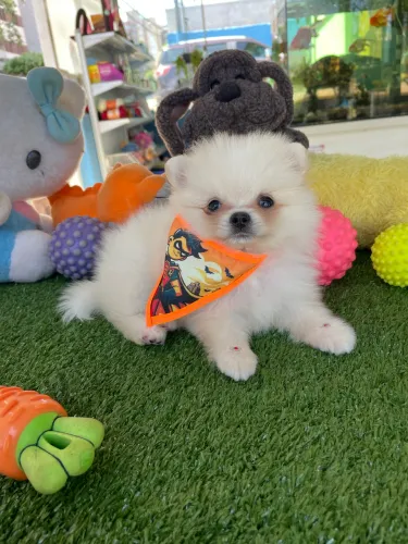 Super promoção Spitz alemão macho ursinho com garantia de saúde $2.300,00