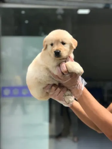 Golden Retriever fêmea dourada- Adquira seu filhote, entregamos até você! - Venâncio