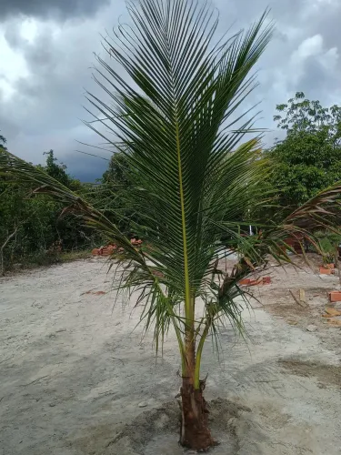 Coco anão legítimo 