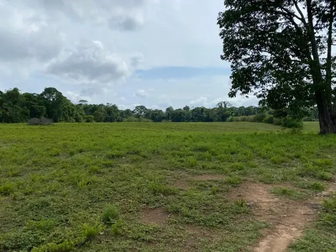 Fazenda 200 hectares na AM 010 km 195 2.500.000