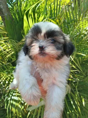 Shih tzu particolor