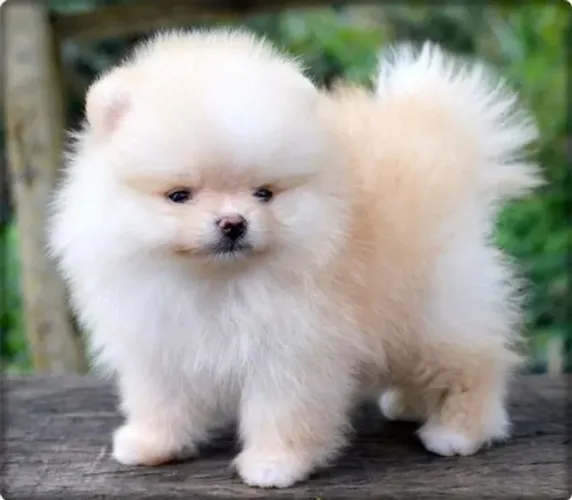 Spitz Alemão tamanho anão padrão ursinho, com suporte veterinário gratuito durante 6 meses