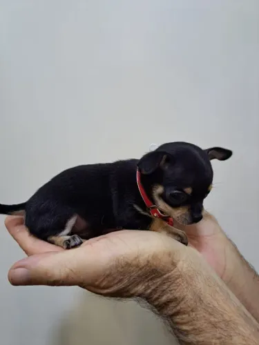 Chihuahua Fêmea Mini Black: Carinho e Elegância em Miniatura!