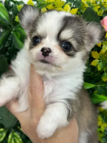 Chihuahua padrão e garantia