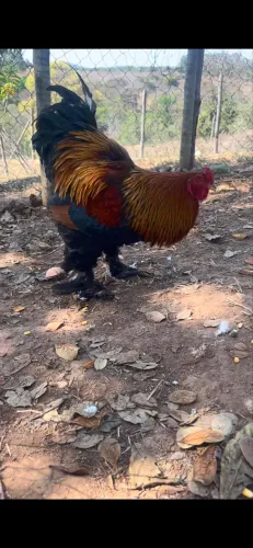 Galo Brahma perdiz