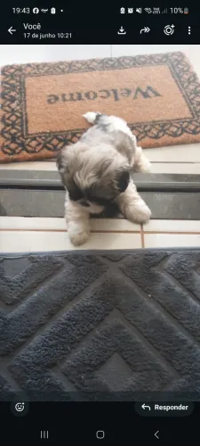 Vende se filhotes de shitzu  2 mese 01 macho e 01 fêmea 