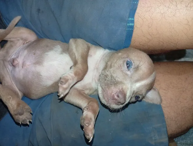 Pitbull 