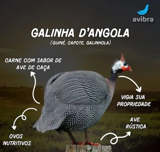 Guiné gigante