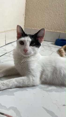 Gatinhos para adoção responsável