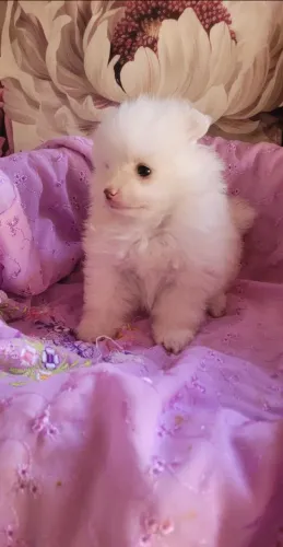 Filhote de Spitz Alemão Branca 