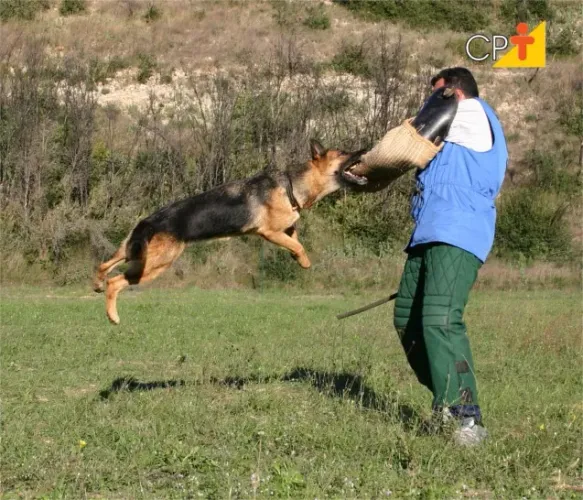 Vendo Técnica de Adestramento de Cães
