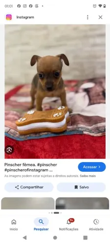 Vendo pinscher macho número 1 filhote tem um 5 dias 