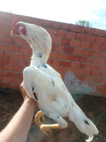 Vendo galo indio mura valor individual 