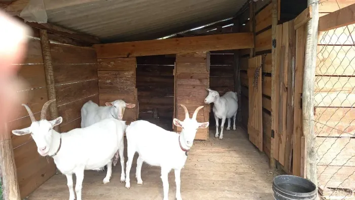 Lote de Cabras Leiteira raça Saanen 