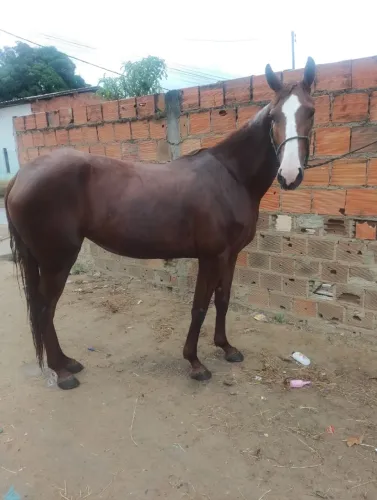 Égua
