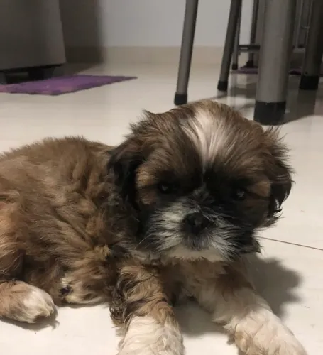 Vendo, Filhote, de shih tzu fêmea mine . A menor da raça