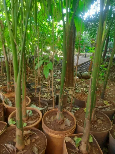 Varias mudas de Palmeira Imperial na hora de passar para o chão, 100 reais cada muda 