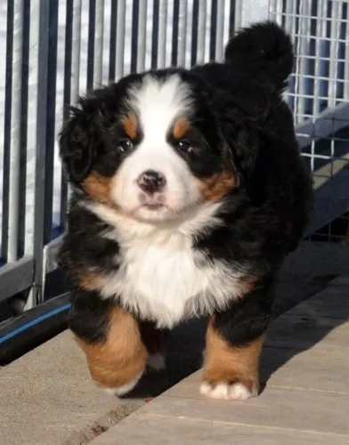 Bernese Mountain Machos e Femeas 