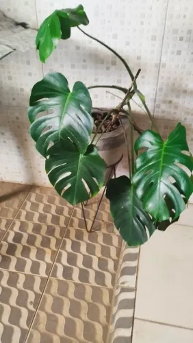 Vendo essas plantas com jarro