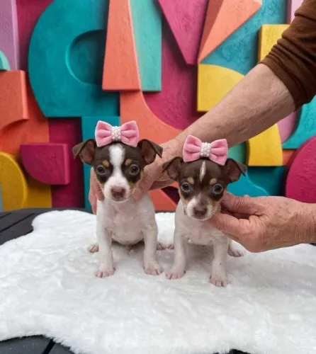Pinscher Mini Branco com Chocolate