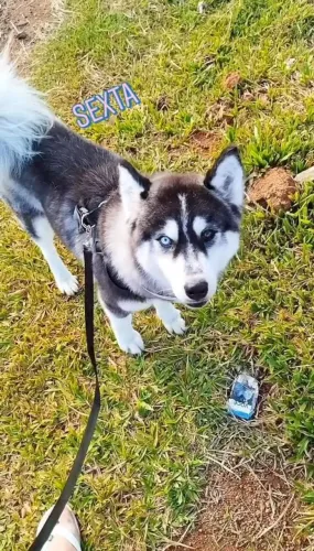 Husky Siberiano