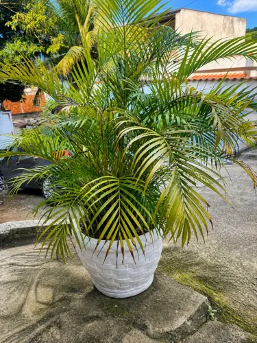 Planta com vaso