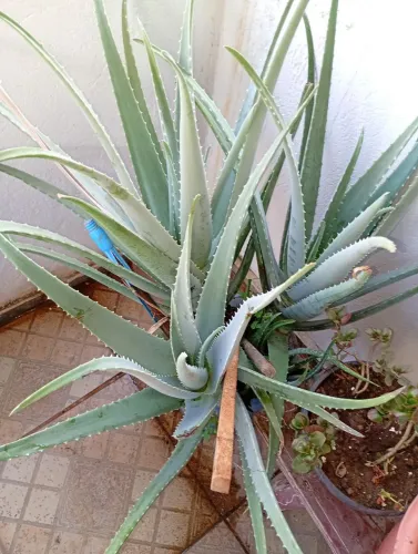 Plantas lindas bem cuidadas adubadas