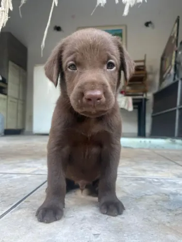 Filhote de Labrador o amigo que vai fazer parte da sua história 