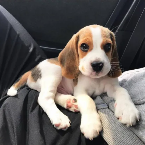 Beagle A companhia que você procurava está aqui